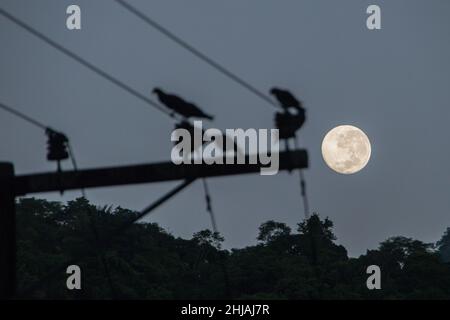 Moonset mit Drahtsilhouette in der brasilianischen Stadt „Rio de Janeiro“. Stockfoto