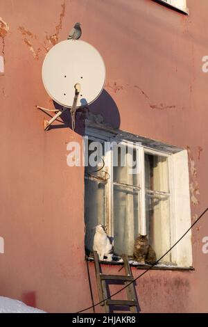 Winter-Lifestyle im russischen Dorf. Katzen wärmen sich bei Sonnenschein auf der hölzernen Fensterbank des Gebäudes Stockfoto