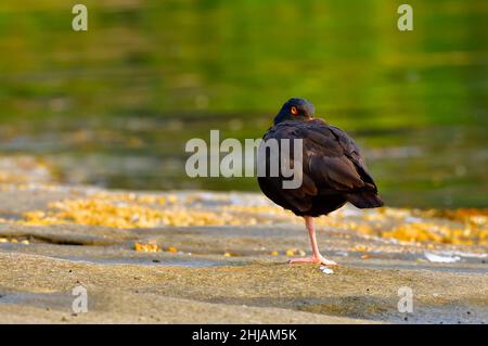 Ein Schwarzer Austernfischer-Shorebird (Haematopus bachmani), der auf der felsigen Küste auf Vancouver Island in British Columbia, Kanada, ruht Stockfoto