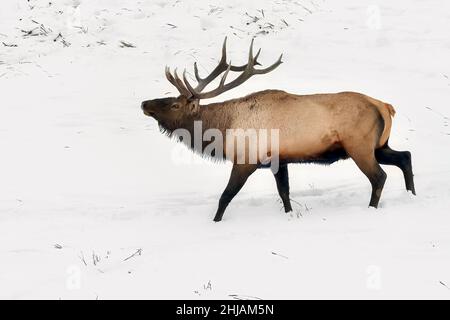 Ein großer Bullenelch (Cervus elaphus), der während der Brunftzeit im ländlichen Alberta in Kanada im tiefen Schnee unterwegs ist Stockfoto