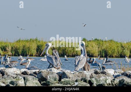 Braune Pelikane sitzen auf Rip Rap auf der Pelican Island in der Barataria Bay und im Golf von Mexiko, Louisiana Stockfoto