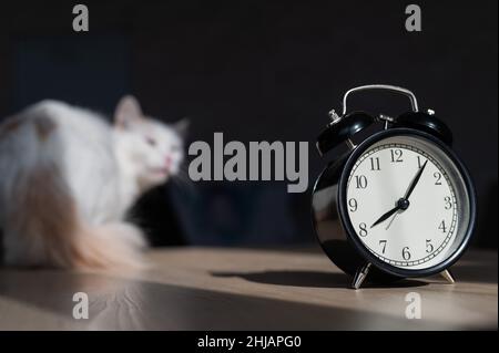 Wecker im Vordergrund. Die flauschige weiße Katze kratzt sich an der Pfote. Stockfoto