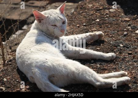 Katze, die morgens auf Sonnenlicht ruht. Stockfoto