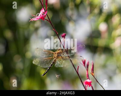 Eine große Bronzegold-Libelle, prähistorisches Insekt, glänzende, durchscheinende Flügel, rosa Gaura-Blüten, australischer Küstengarten, Bokeh-Hintergrund Stockfoto