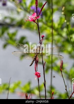 Eine große Bronzegold-Libelle, prähistorisches Insekt, glänzende durchscheinende Flügel, rosa Gaura-Blüten, australische Küste, Bokeh-Hintergrund Stockfoto