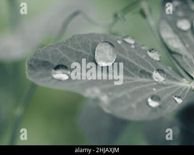 Wassertropfen, ein Makro aus Tröpfchen auf einem grün-grauen Blatt, frische gedämpfte Töne, würden einen weichen und subtilen Präsentationshintergrund bilden Stockfoto