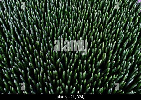 Nahaufnahme Sansevieria boncellensis (eine Zwergsanseverie mit kompakten dicken Blättern) in Blumentöpfen mit grüner Natur, verschwommener Hintergrund. Stockfoto