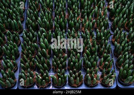 Nahaufnahme Sansevieria boncellensis (eine Zwergsanseverie mit kompakten dicken Blättern) in Blumentöpfen mit grüner Natur, verschwommener Hintergrund. Stockfoto