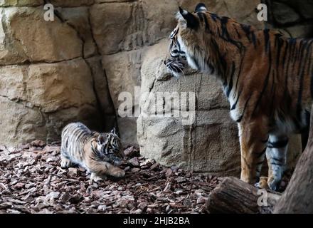 London, Großbritannien. 27th Januar 2022. Am 27. Januar 2022 wird ein Sumatra-Tigerkub mit seiner Mutter im Londoner Zoo der ZSL (The Zoological Society of London) in London, Großbritannien, gesehen. Im letzten Monat wurde hier ein Sumatra-Tigerkub geboren. Der Sumatra-Tiger wird auf der Roten Liste der bedrohten Arten der International Union for Conservation of Nature als vom Aussterben bedroht eingestuft. Quelle: Han Yan/Xinhua/Alamy Live News Stockfoto