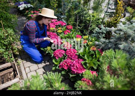 Ein Arbeiter überprüft den Blütenstand einer rosa Hortensien. Gartenladen. Stockfoto