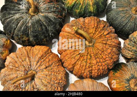 Kürbis, Kürbis in verschiedenen Farben und Texturen aneinander gereiht, Kürbis Hintergrund Stockfoto