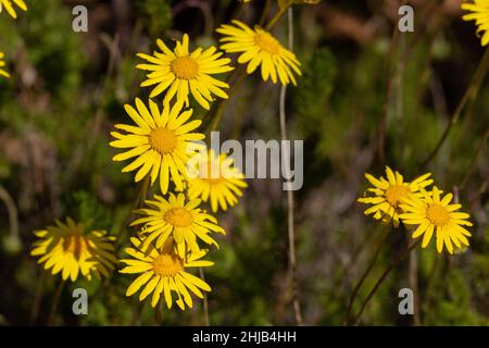 Gelbe Blüten einer Aster auf dem Tafelberg im westlichen Kap von Südafrika Stockfoto