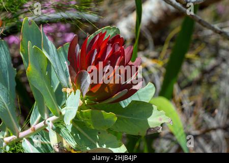 Rote Blume von Drosera nitidula auf dem Tafelberg im westlichen Kap von Südafrika Stockfoto