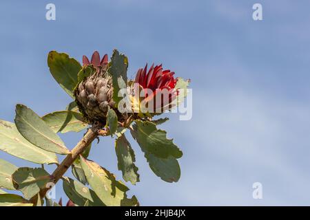 Blume von Protea nitida vor blauem Himmel auf dem Tafelberg, Westkap von Südafrika Stockfoto