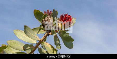 Porträt einer Blume von Protea nitida und blauem Himmel in natürlichem Lebensraum am Westkap von Südafrika Stockfoto