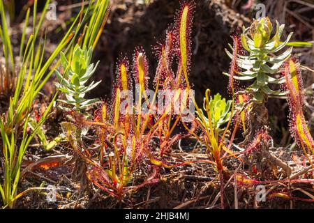 Gruppe von Drosera capensis auf dem Tafelberg am Westkap Südafrikas gesehen Stockfoto