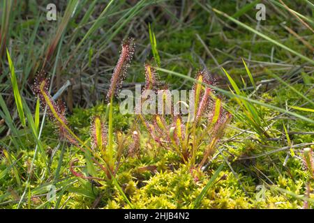 Fleischfressende Pflanzen: Einige Drosera capensis wachsen unter moos auf dem Tafelberg in Kapstadt, Westkap von Südafrika Stockfoto