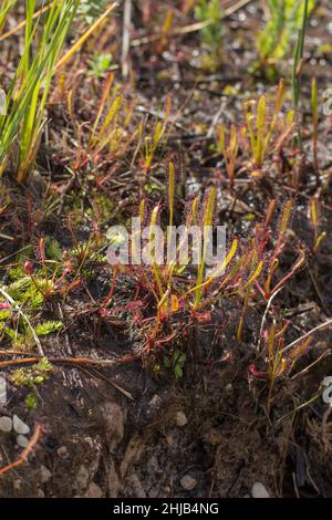 Südafrikanische Wildblume: Der fleischfressende Sonnentau Drosera capensis in natürlichem Lebensraum bei Kapstadt im westlichen Kap von Südafrika Stockfoto