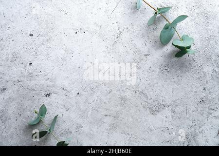 Eukalyptuszweige auf einer rauen Steinoberfläche Draufsicht. Wediing-Einladungskarte, Modell. Stockfoto