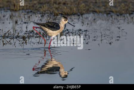 Échasses blanches dans la baie de Somme. Longues pattes rouges, bec noir Stockfoto