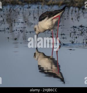 Échasses blanches dans la baie de Somme. Longues pattes rouges, bec noir Stockfoto