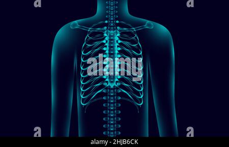 Transparente menschliche Körperanatomie Hintergrundbeleuchtung mit Rückgrat, Röntgen-Ton-Stil. vektor-Illustration EPS10 Stock Vektor