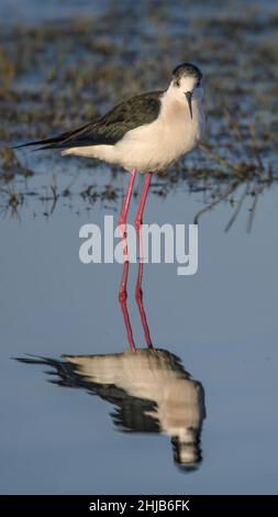 Échasses blanches dans la baie de Somme. Longues pattes rouges, bec noir Stockfoto