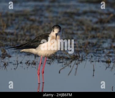 Échasses blanches dans la baie de Somme. Longues pattes rouges, bec noir Stockfoto