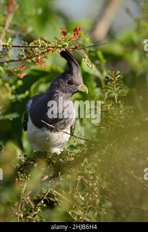 Weißbauchiger Go-Away-Vogel - Crinifer leucogaster, schöner Vogel aus afrikanischen Büschen und Savannen, Tsavo West, Kenia. Stockfoto