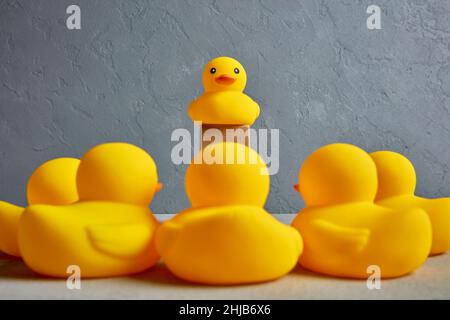 Konzept der Führung oder politische Wahlkampfrede. Eine Gruppe von Enten, die ihrem Anführer zuhören. Stockfoto