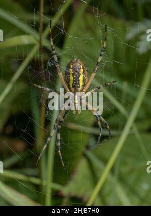 Weibliche Argiope bruennichi, Wespenspinne, auf der Unterseite, im Netz. Dorset. Stockfoto