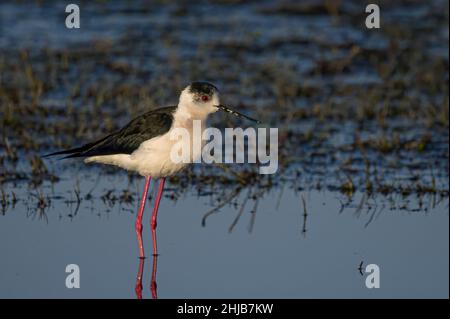 Échasses blanches dans la baie de Somme. Longues pattes rouges, bec noir Stockfoto