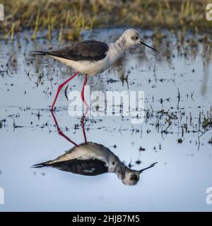 Échasses blanches dans la baie de Somme. Longues pattes rouges, bec noir Stockfoto