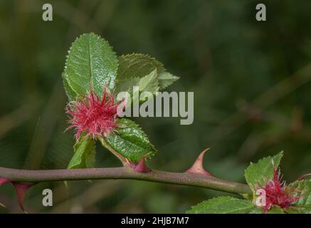 Bedeguar Gall oder Robin's Nadelkissen, Diplolepis rosae, auf Hunderosenbusch, Dorset. Stockfoto