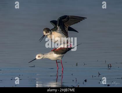 Échasses blanches dans la baie de Somme. Longues pattes rouges, bec noir Stockfoto