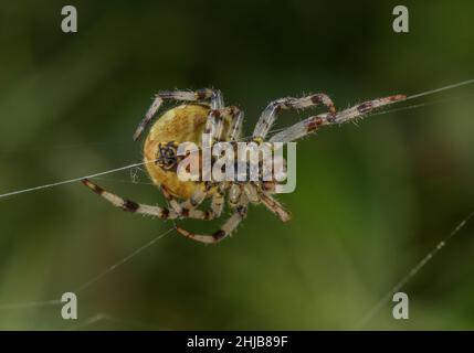 Weibliche Kugel-Weberin mit vier Flecken, Araneus quadratus, Spinne im Netz. Dorset. Stockfoto