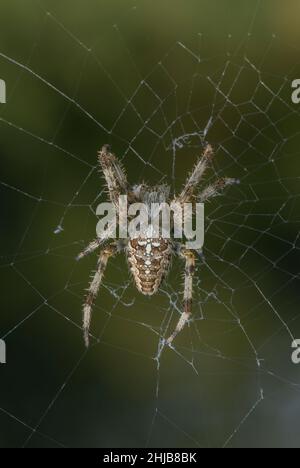 Gartenspinne oder Diadem-Spinne, Araneus diadematus, Weibchen im Netz. Stockfoto