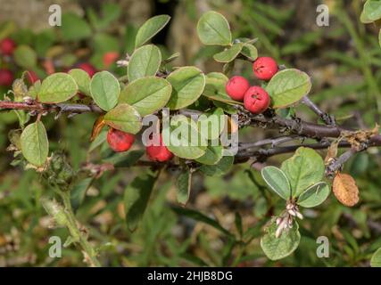 Wilder Cotoneaster, Cotoneaster cambricus in Fruit, Wales. Endemisch. Stockfoto