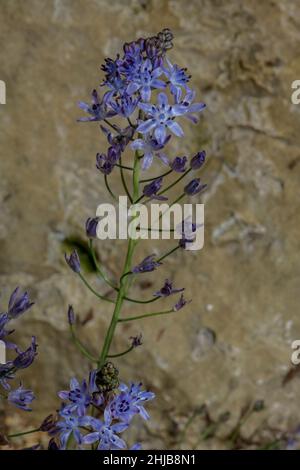 Herbst-Squill, Prospero autumnale, blüht im Spätsommer. Stockfoto