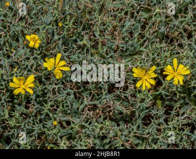 Socarrell, Launaea cervicornis, ein stacheliger Strauch, der auf Kalkstein wächst, Mallorca. Stockfoto