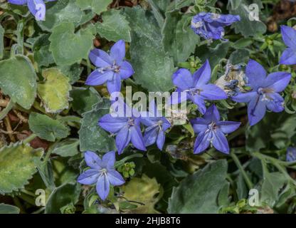 Italienische Glockenblume, Campanula isophylla, in Blüte; Italienische Alpen. Stockfoto