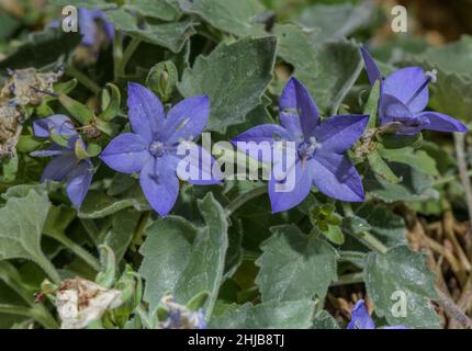 Italienische Glockenblume, Campanula isophylla, in Blüte; Italienische Alpen. Stockfoto