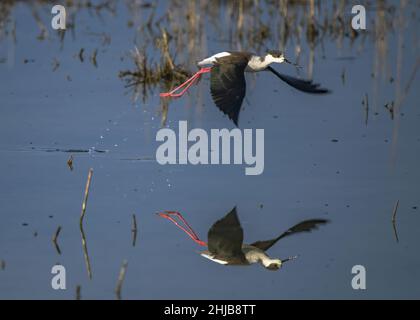 Échasses blanches dans la baie de Somme. Longues pattes rouges, bec noir Stockfoto