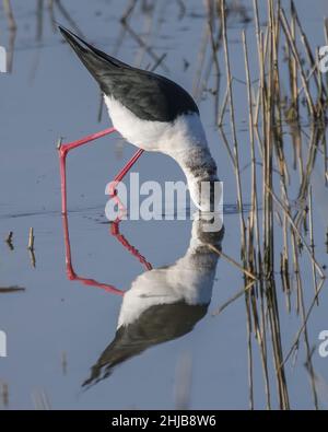 Échasses blanches dans la baie de Somme. Longues pattes rouges, bec noir Stockfoto