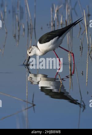 Échasses blanches dans la baie de Somme. Longues pattes rouges, bec noir Stockfoto
