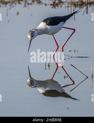Échasses blanches dans la baie de Somme. Longues pattes rouges, bec noir Stockfoto