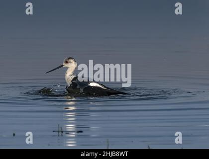 Échasses blanches dans la baie de Somme. Longues pattes rouges, bec noir Stockfoto
