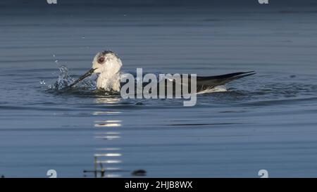 Échasses blanches dans la baie de Somme. Longues pattes rouges, bec noir Stockfoto