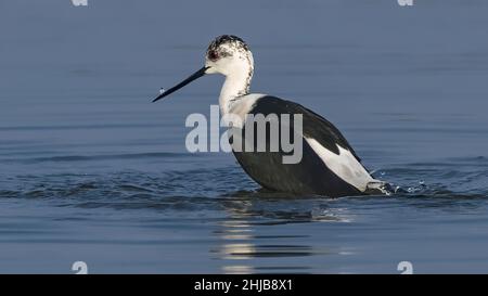 Échasses blanches dans la baie de Somme. Longues pattes rouges, bec noir Stockfoto
