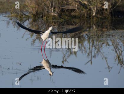 Échasses blanches dans la baie de Somme. Longues pattes rouges, bec noir Stockfoto